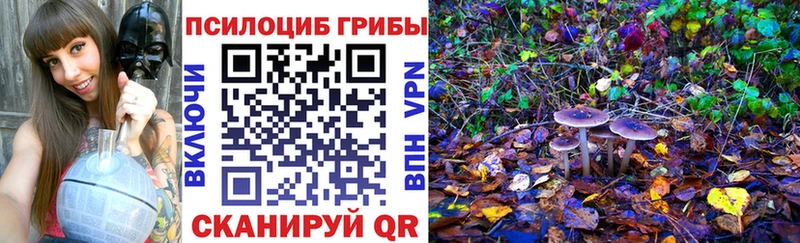 купить   Пыталово  Псилоцибиновые грибы Psilocybine cubensis 